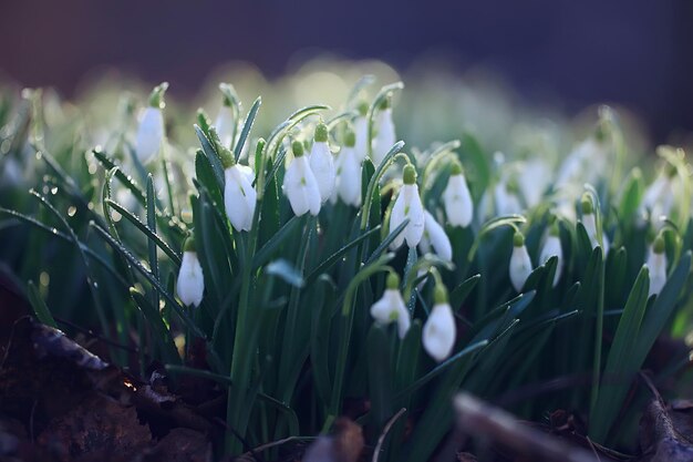 bianchi bucaneve selvatici nella foresta primaverile, bellissimi fiori di campo a marzo