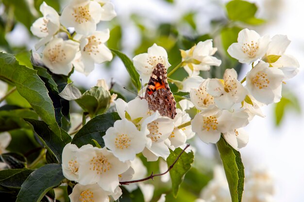 Bianchi vecchi fiori di gelsomino in estate fiori su cespugli di gelsomino durante la fioritura