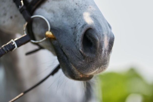 bianco bellissimo cavallo ritratto su sfondo verde