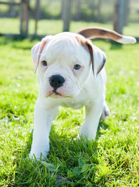 bianco cucciolo di cane bulldog americano sulla natura