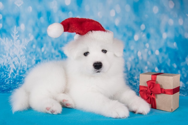 Bianco divertente cucciolo di cane Samoiedo con cappello di Babbo Natale rosso con regalo