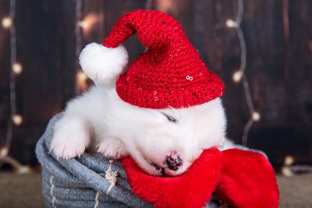 Bianco divertente cucciolo di cane Samoiedo con cappello rosso di Babbo Natale sta dormendo in una scatola regalo di Natale