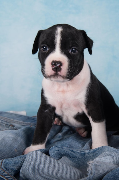 Bianco e nero american staffordshire terrier cane o cucciolo amstaff su sfondo blu