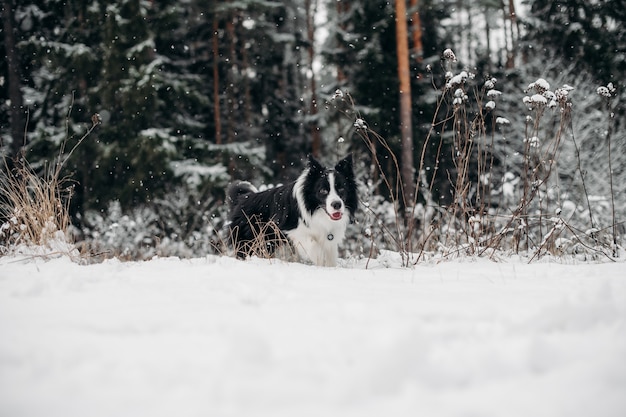 Bianco e nero border collie cane nella foresta innevata