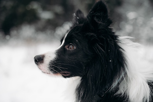 Bianco e nero border collie cane nella foresta innevata