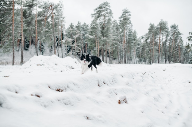 Bianco e nero border collie cane nella foresta innevata