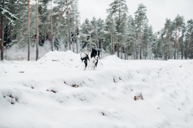 Bianco e nero border collie cane nella foresta innevata