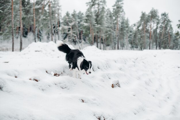 Bianco e nero border collie cane nella foresta innevata