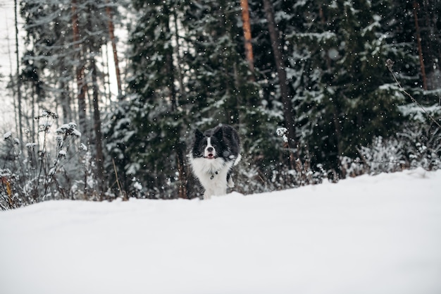 Bianco e nero border collie cane nella foresta innevata