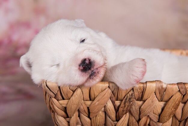 Bianco e soffice cucciolo di cane samoiedo in un cestino small