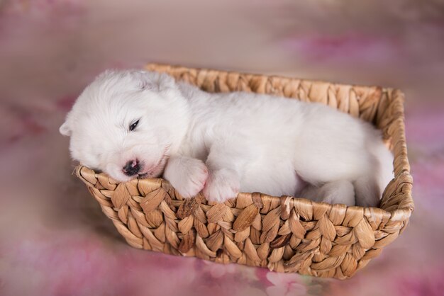 Bianco e soffice cucciolo di cane samoiedo in un cestino small