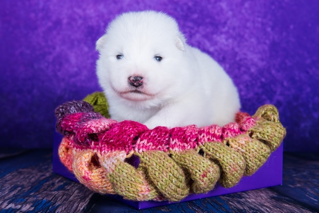 Bianco e soffice cucciolo di cane Samoiedo in una confezione regalo di Natale