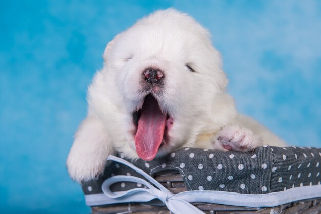 Bianco e soffice cucciolo di cane samoiedo sbadiglia in una confezione regalo su sfondo blu