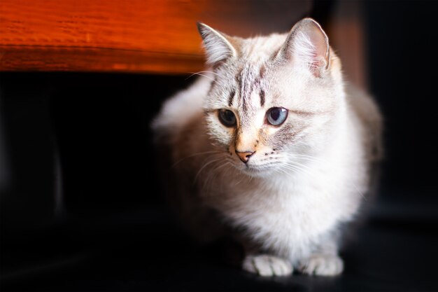 Bianco emotivo nascondendo gatto bianco e marrone sotto il tavolo in legno seduto sulla sedia nera