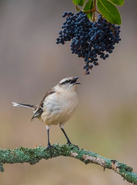 Bianco fasciato Mockingbird Patagonia Argentina