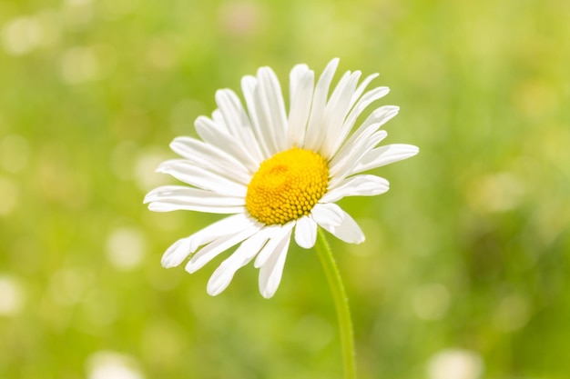 Bianco fiore di camomilla sul prato soleggiato closeupBlooming campo di camomilla fioritura di fiori selvatici Matricaria Chamomilla Matricaria Recutita Camomilla