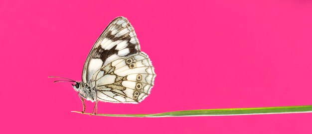 Bianco marmorizzato, Melanargia galathea, su un filo d'erba davanti a uno sfondo rosa