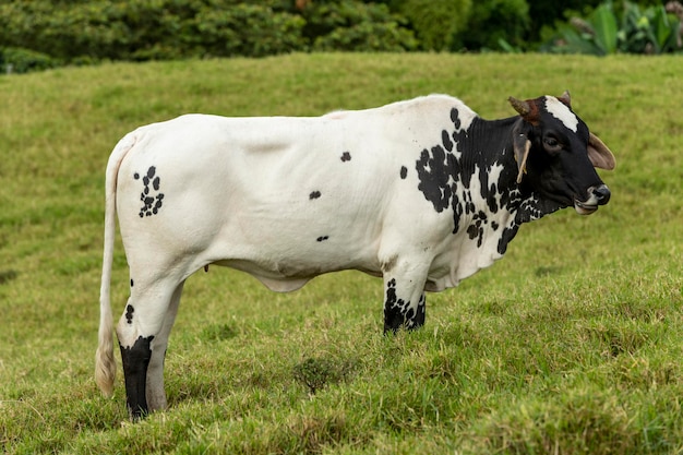 Bianco nero Brahman bovini da carne in piedi da una recinzione guardando la telecamera Colombia Sud America