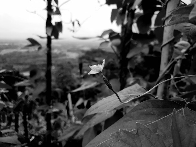 Bianco nero primo piano macro ripresa di un fiore da giardino tropicale sulla collina