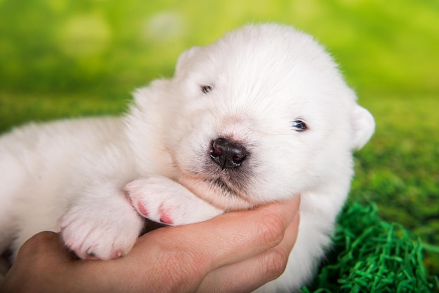 Bianco piccolo cucciolo di cane Samoiedo sulle mani del proprietario erba verde sullo sfondo