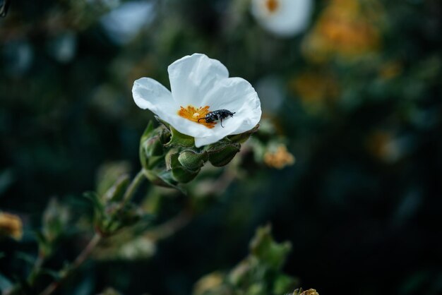 Bianco potentilla abbotswood fiore con un insetto nero nel giardino in italia