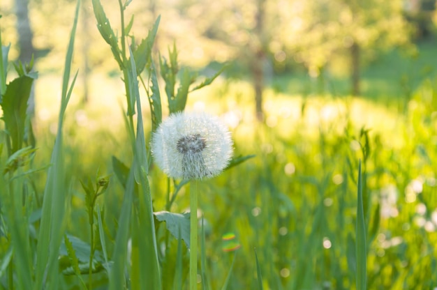 Bianco primo piano dente di leone tra erba verde in estate Ora legale Natura