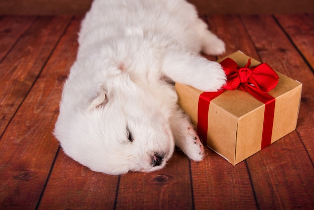 Bianco soffice cucciolo di cane samoiedo con un regalo