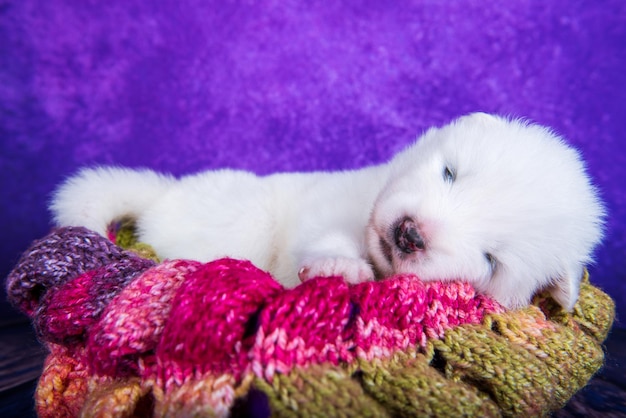 Bianco soffice cucciolo di cane Samoiedo in una scatola regalo di Natale