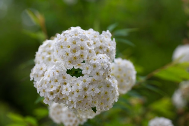 Bianco spiraea olmaria cespuglio in boccioli fioriti e fiori bianchi di olmaria germander