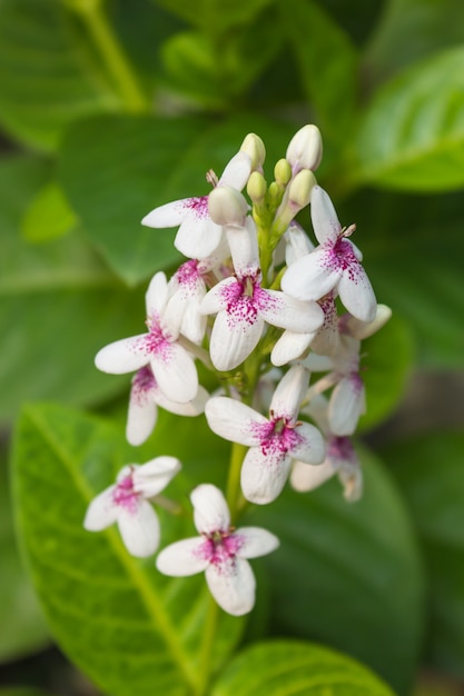 Bianco tropicale con fiore viola