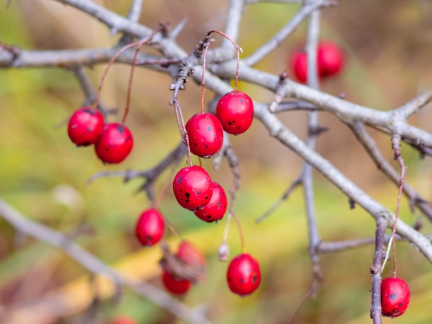 Biancospino bacche rosse mature sui rami spogli in autunno_