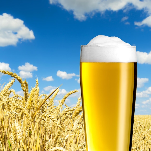 Bicchiere da birra in un campo di grano