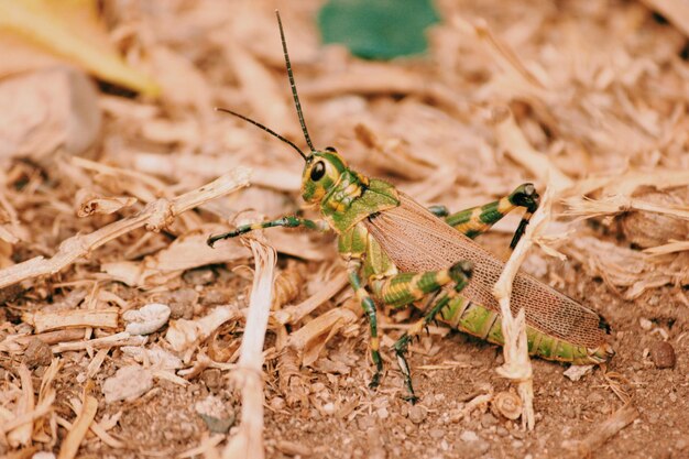 Bicho en la naturaleza