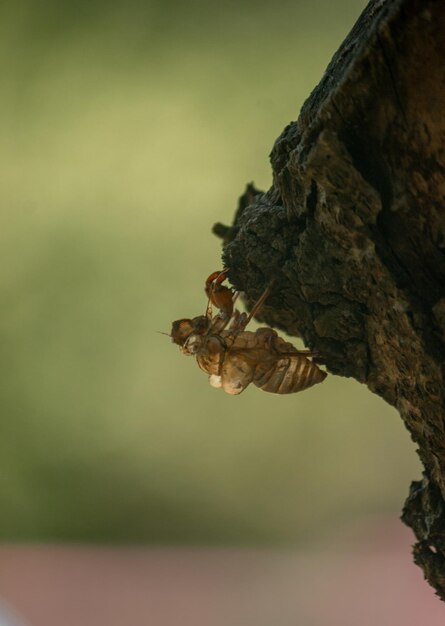 Bicho en la naturaleza