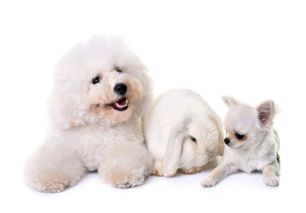 Bichon frise, chihuahua e bunny davanti a uno sfondo bianco