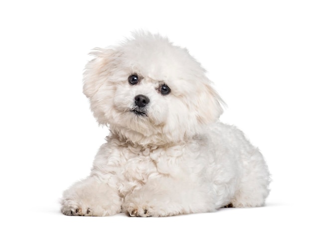 Bichon frise guardando la telecamera su sfondo bianco