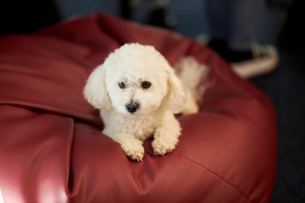 Bichon Frise. Il cane bianco giace sulla poltrona. Ritratto del primo piano di un cane. Il cane sta riposando.