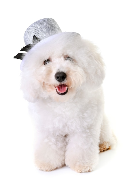 bichon frise in studio