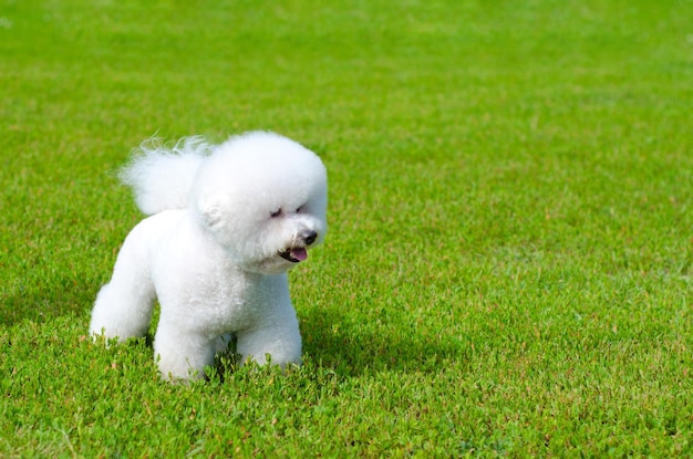 bichon frise