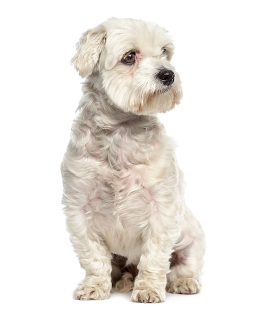 Bichon maltese dog sitter e distogliere lo sguardo isolato su bianco