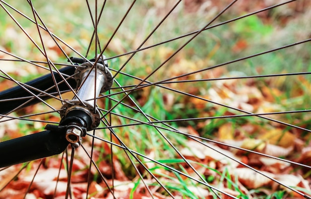 Bici in foglie d'autunno nella foresta