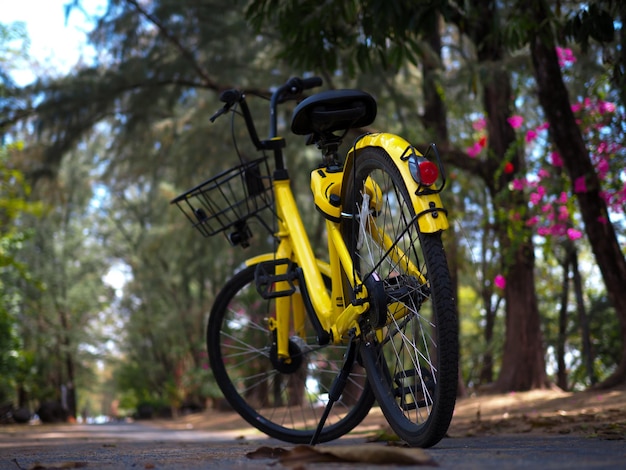 Bicicletta contro gli alberi gialli