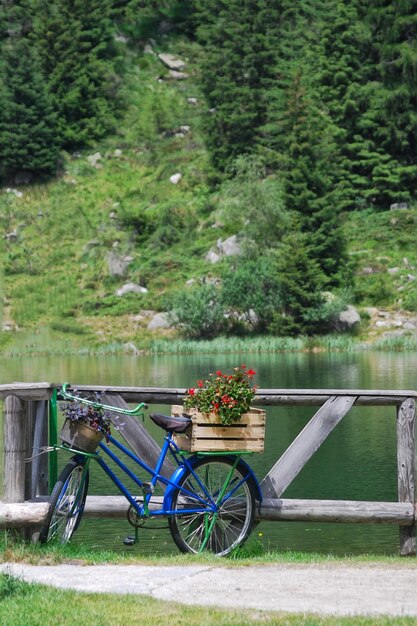 Bicicletta contro gli alberi