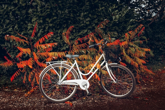 Bicicletta d'epoca nella foresta d'autunno