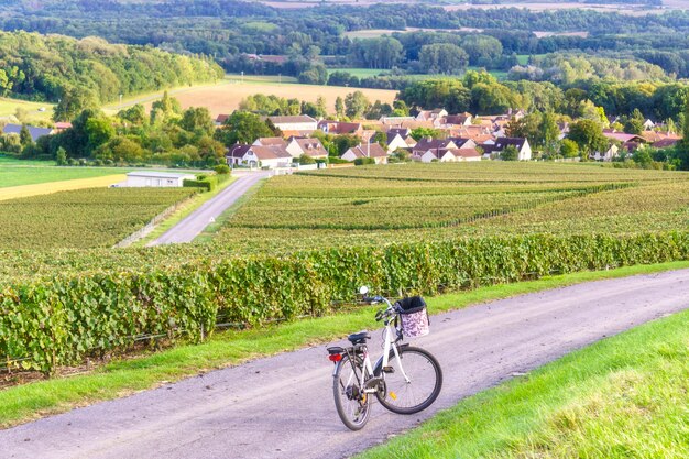 Bicicletta sulla strada e fila vite uva verde nei vigneti di champagne