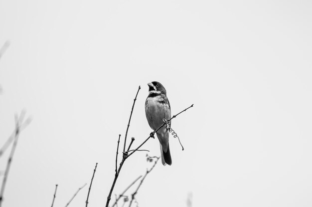 Bicudo Bird in un albero nella Serra da Mantiqueira Brasile Foto in bianco e nero