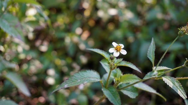 Bidens pilosa noto anche come spagnolo aghi mendicante zecche black jack