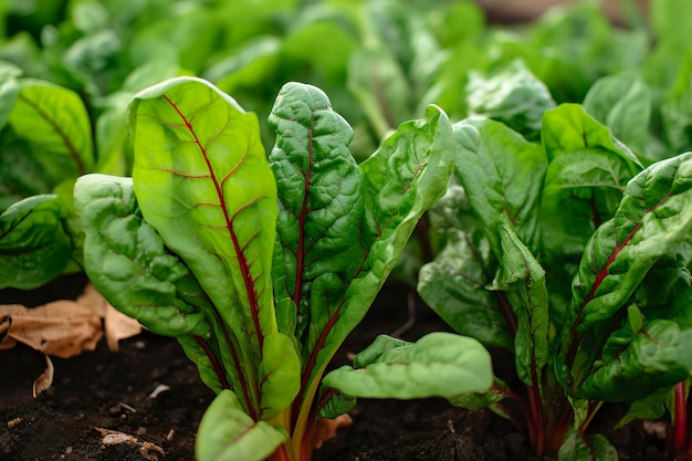 Bietola che cresce in un giardino urbano Primo piano di barbabietole da giardino e foglie di insalata IA generativa