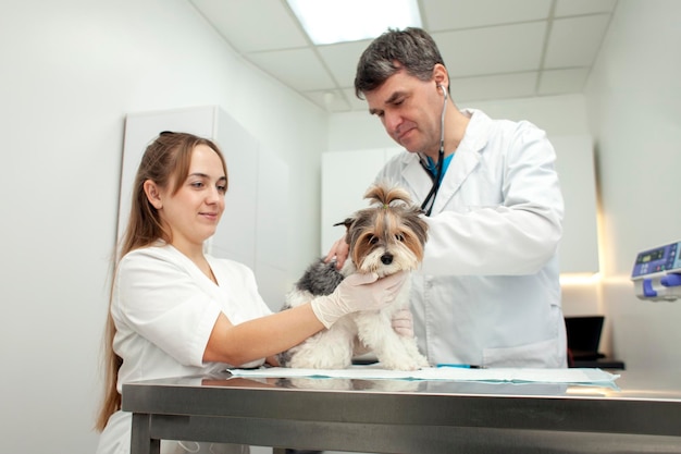 Biewer york cane all'esame in clinica veterinaria medico veterinario e ragazza infermiera controlla animale domestico