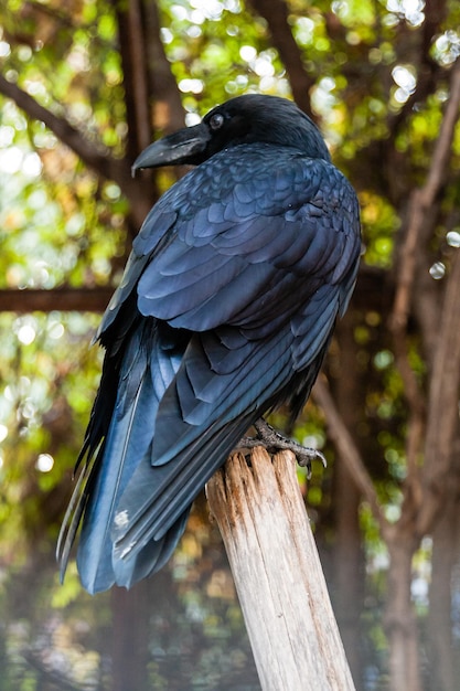 Big Black Raven seduto su un ramo del primo piano